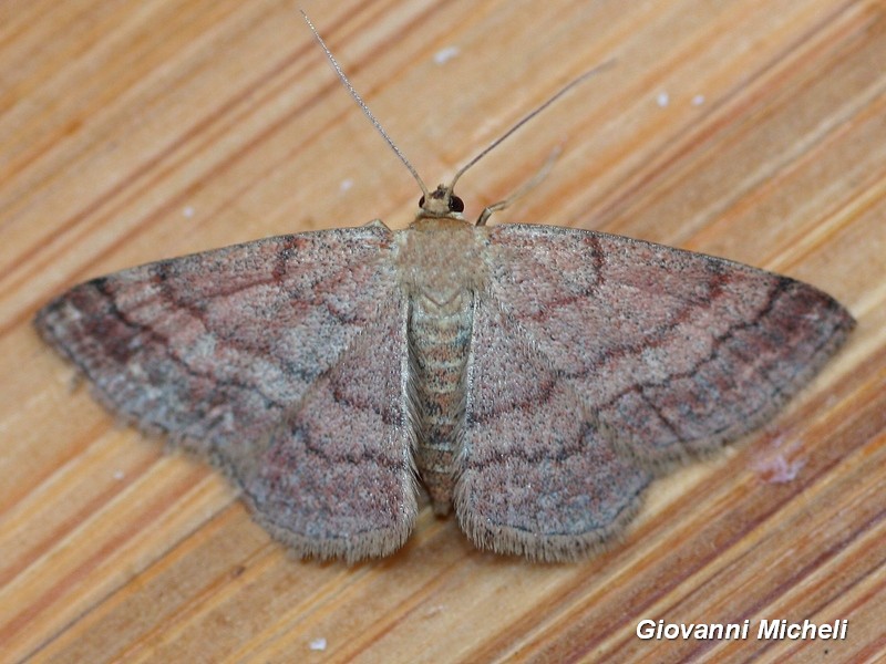 Scopula rubiginata? S